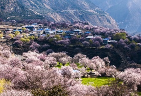 金川梨花+林芝桃花+甲居藏寨+然乌冰雪节+南迦巴瓦峰+雅鲁藏布大峡谷9日