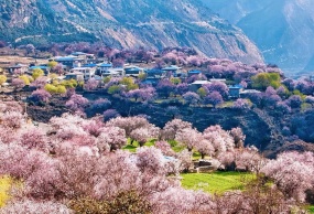 2023年行摄川藏遇见花开自驾游-成都.康定、新都桥、塔公草原、稻城亚丁、然乌湖、波密、林芝、拉萨十二日游！